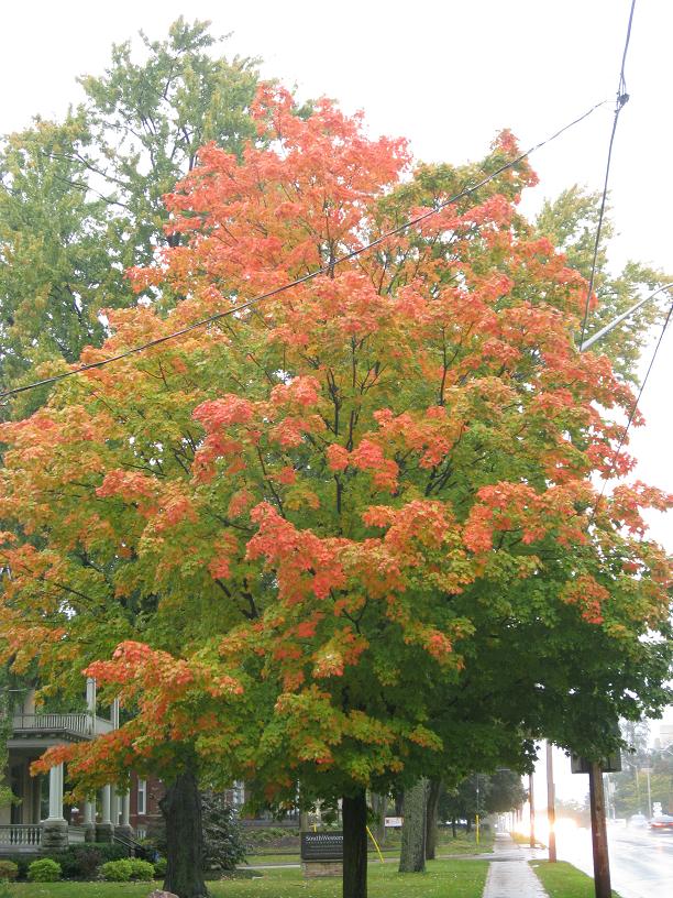 I love these maples that go red at the tips and then work their way inward